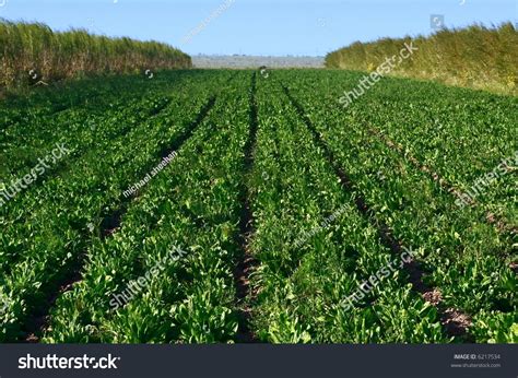 Rows Of Vegetables Ready For Harvest In South Africa Stock Photo