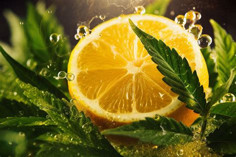 What Is The Limonene Terpene In Cannabis Sunmed Growers