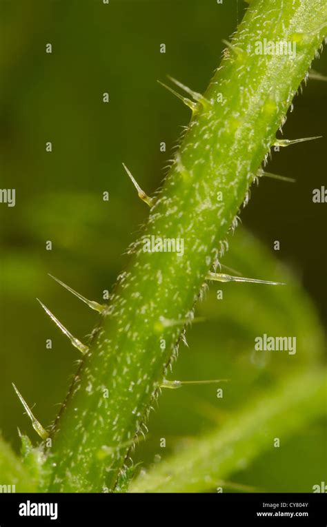 Cause Of Nettle Rash Common Stinging Nettles In Close Up Detail Showing