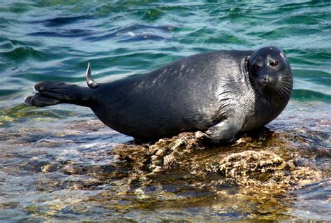 Imágenes De La Foca Del Baikal Imágenes Y Fotos