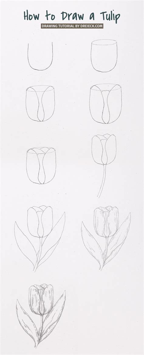 How To Draw A Tulip Step By Step Easy Flower Drawings Flower