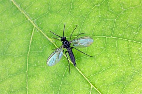 Gnat bites: what do they look like and how to treat them | The US Sun