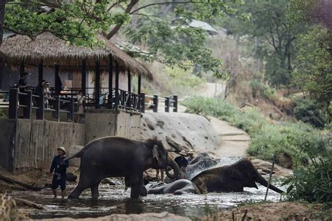 Maesa Elephant Camp Ride And Show Tour Price Chiang Mai Thailand