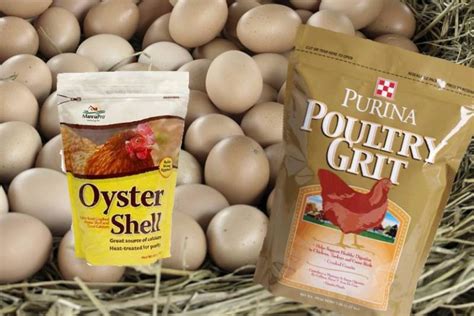 Feeding Chickens Eggshells Crushed Oyster Shell And Grit