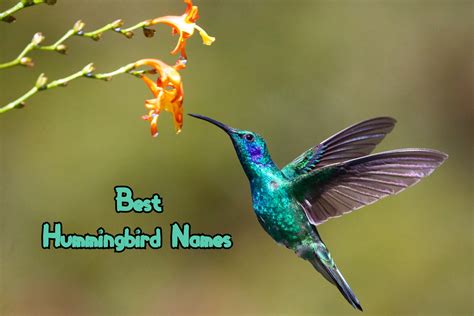 170+ Best Hummingbird Names - Best Way To Name Your Pet Hummingbird - PetPress