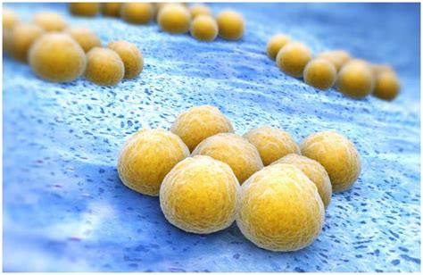 20 Interesting Facts About Staphylococcus Aureus + Symptoms of ...