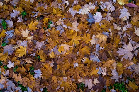 Dried Brown Leaves Fall Leaves Hd Wallpaper Wallpaper Flare