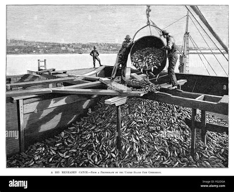 FISHING INDUSTRY, 1889. /n'A big menhaden catch.' Engraving, 1889 Stock Photo - Alamy