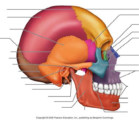 skull side Diagram | Quizlet