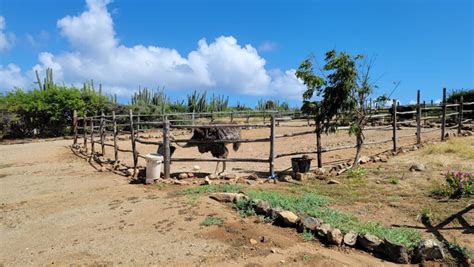 Aruba Ostrich Farm: An Exotic Adventure in the Caribbean - Woodland Hiker