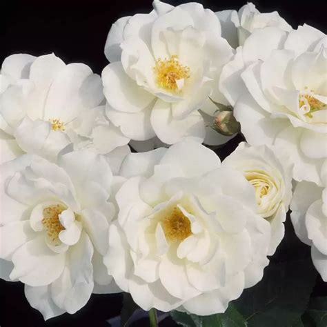 Iceberg rose | All about Roses