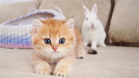 Cute Kittens And Bunnies