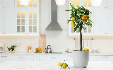 Just Another Lemon Tree: How to Care for Citrus Trees Indoors | Glamour ...