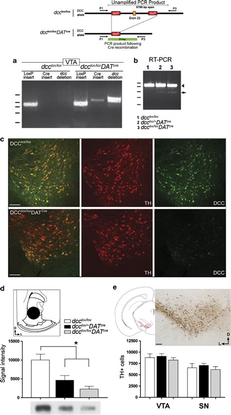 Conditional Deletion Of Exon 23 Of The Dcc Gene Produces A