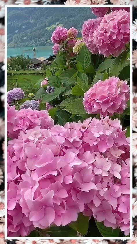 Beautiful Hydrangea Beautiful Flowers Pictures Beautiful Hydrangeas