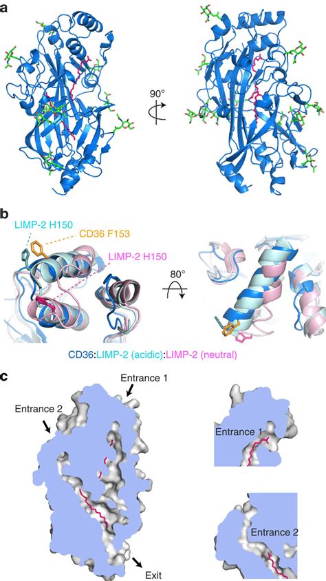 The Structure Of Cd And Its Binding Of Fatty Acids A The Structure