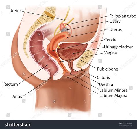 Ilustrasi Stok Medical Illustration Crosssection Female Reproductive