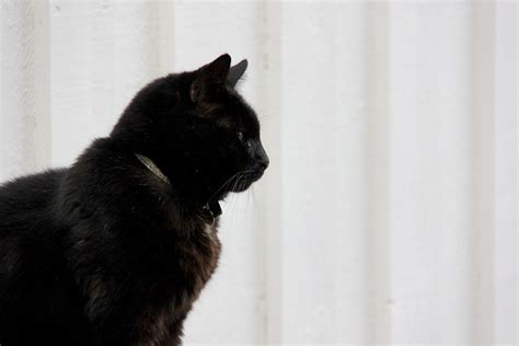 Katze Schwarz Dunkel Kostenloses Foto Auf Pixabay Pixabay