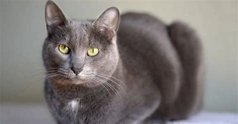 Gorgeous Grey Cat Breeds You Need To See With Pictures