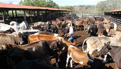 Precio de alimento de engorda en Tehuacán, podría alejar a productores