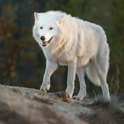 Premium Photo Arctic Wolf