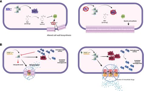 Frontiers Transcriptional Regulation And Drug Resistance In