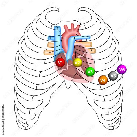 Vettoriale Stock Ecg Precordial Lead Position V V V V V And