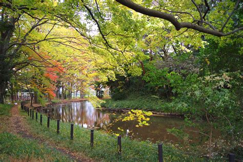 Wallpaper Japan Sunlight Forest Garden Nature Reflection Park