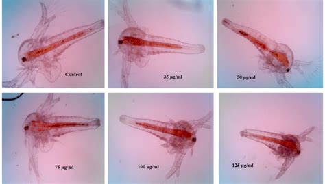 Evaluation Of Morphological Changes Of Artemia Salina Nauplii Post