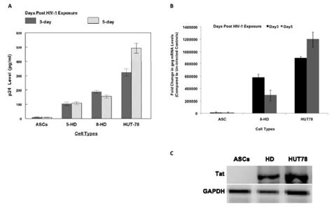 Expression Of Hiv P Protein In Hd Hiv And Asc Hiv Cells P