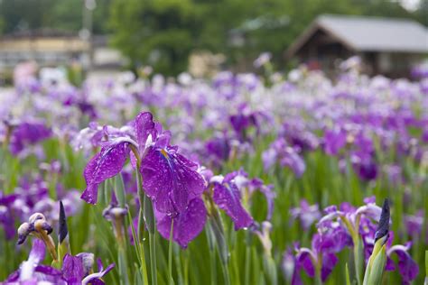 9 Traditional Japanese Plants for Your Garden