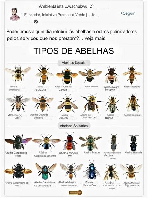 Tipo De Abelha 5 Letras - Tipos de Abelhas | Types of bees chart, Bee varieties, Entomology