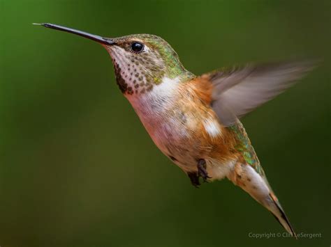 Rufous Hummingbird Selasphorus Rufus A Female Rufous Hum Flickr