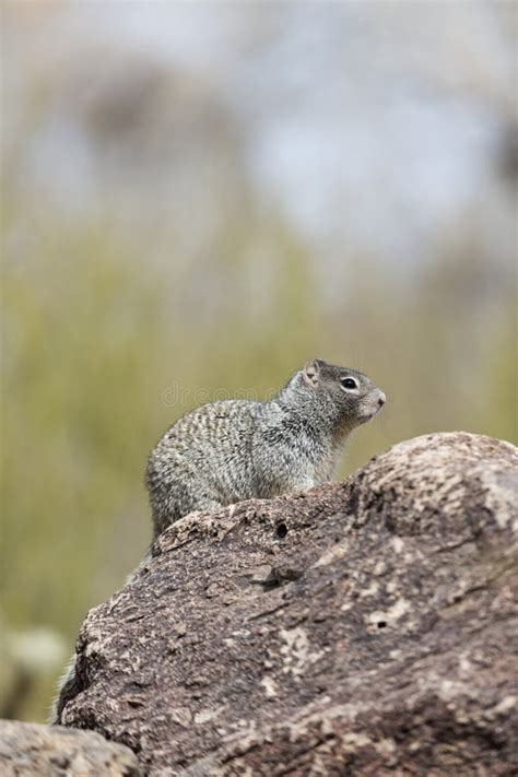 Ground squirrel in Arizona stock photo. Image of alert - 29151134