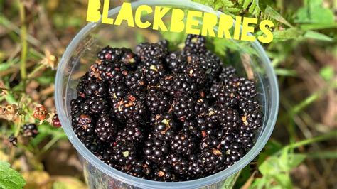 Wild Blackberries Youtube