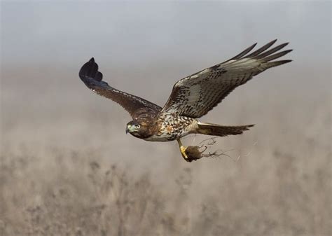 Red Tailed Hawk Hunting On The Mist Bluff Top Coastal Park Flickr