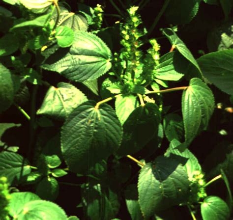 Hophornbeam Copperleaf