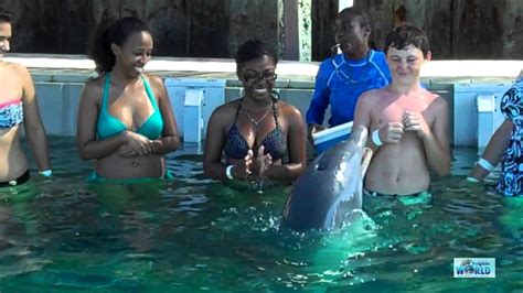 Dolphin Encounter At Blue Lagoon Island Nassau Paradise Island Bahamas Youtube