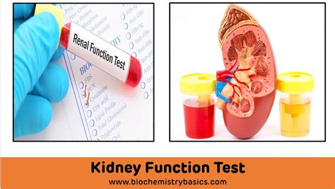 Kidney Function Tests Biochemistry Basics By Dr Amit Maheshwari This