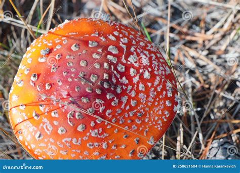 Mushroom Fly Agaric In Grass On Autumn Forest Background Toxic And