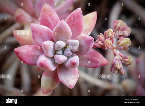 Close Up Of Graptopetalum Paraguayense A Succulent Herbaceous Plant