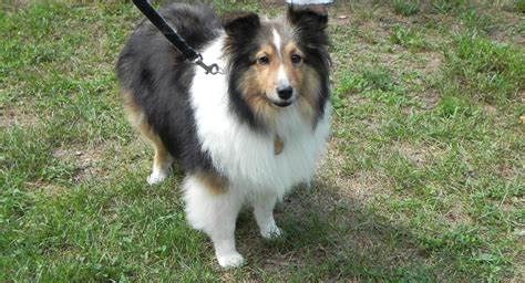 Adoptable Shelties – Indiana Sheltie Rescue Inc.