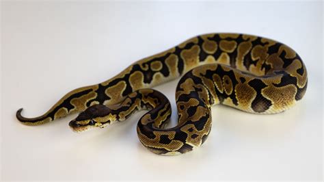 Ball Python Care Sheet - MyPetReptiles