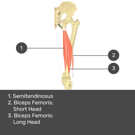 Semitendinosus Attachments Actions And Innervation Getbodysmart