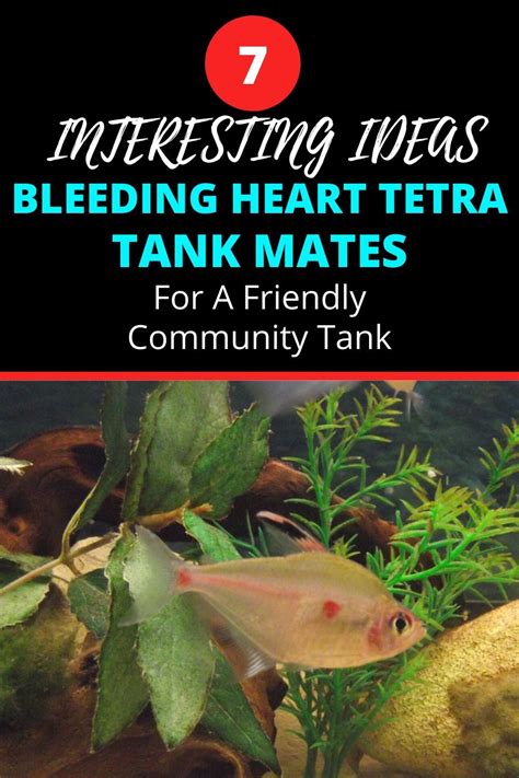 7 Interesting Bleeding Heart Tetra Tank Mates Ideas