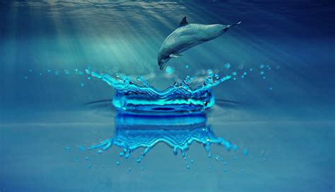 6000 Free Dolphins Jumping And Dolphin Images Pixabay