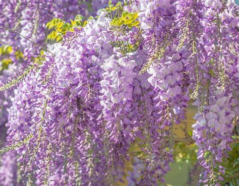 Blauregen Samen Wisteria Sinensis Weltpflanzen