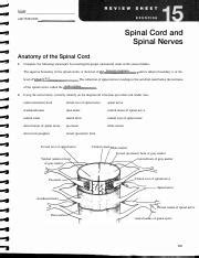 Spinal Cord And Spinal Nerves Review Sheet Exercise Answers Pdf N