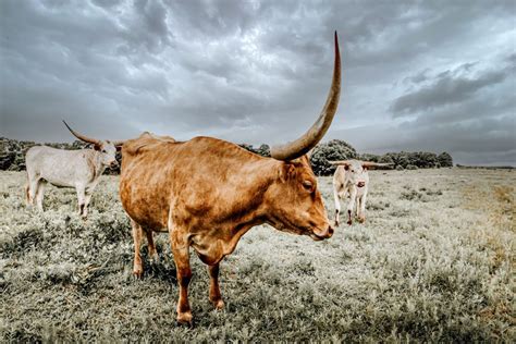 TEXAS LONGHORN WALL ART PRINTS - Debra Gail