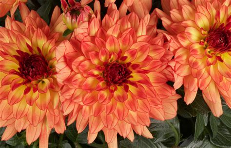 Dahlia Dalina Maxi Tequila Horticulture Dumont